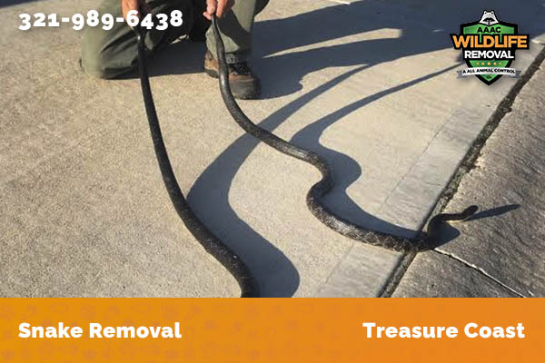 Snake Removal Treasure Coast