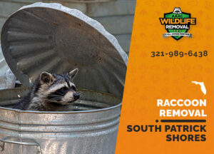 Raccoon Removal South Patrick Shores