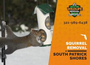 Squirrel Removal South Patrick Shores