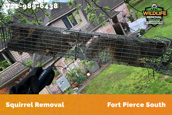 Squirrel Removal Fort Pierce South