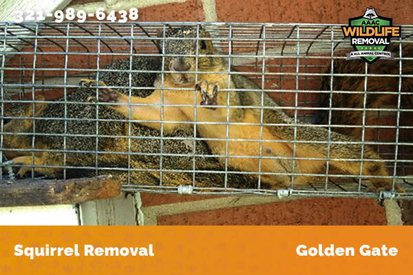 Squirrel Removal Golden Gate