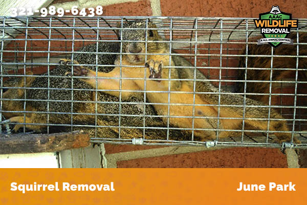 Squirrel Removal June Park