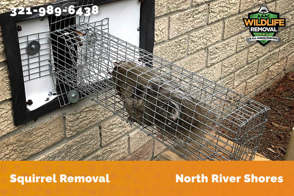 Squirrel Removal North River Shores