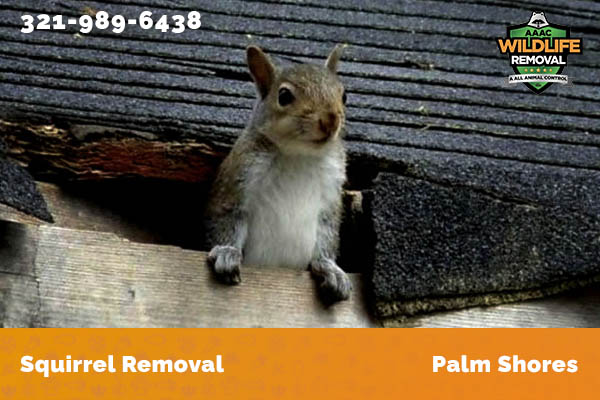 Squirrel Removal Palm Shores