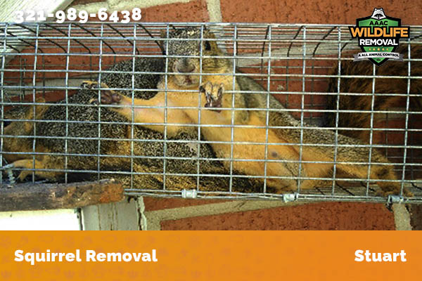 Squirrel Removal Stuart