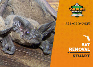 Bat Removal Stuart