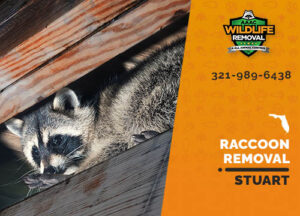 Raccoon Removal Stuart