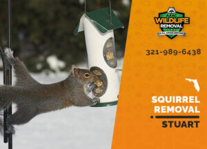 Squirrel Removal Stuart
