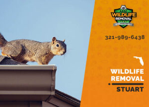 Wildlife Removal Stuart