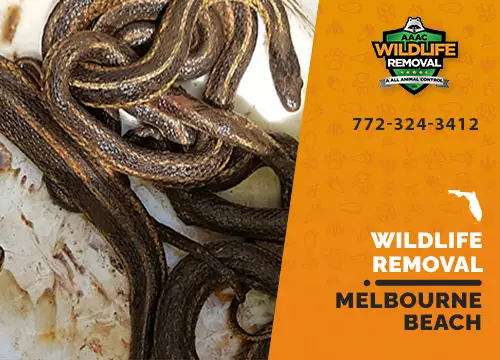 Melbourne Beach Wildlife Removal professional removing pest animal