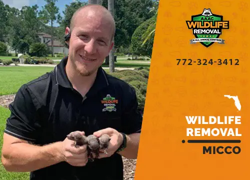 Micco Wildlife Removal professional removing pest animal