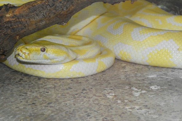 image of a python