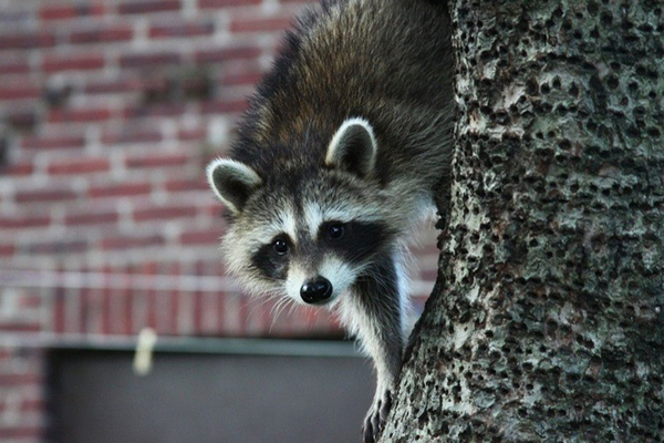 Residents warned as raccoon tests positive for rabies in Jensen Beach