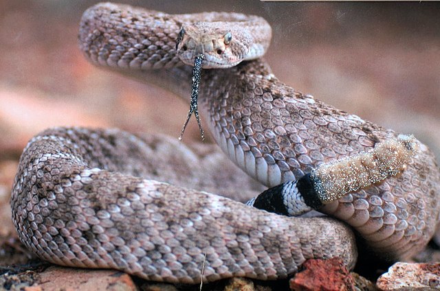 Stuart woman finds rattlesnake lounging by her front door
