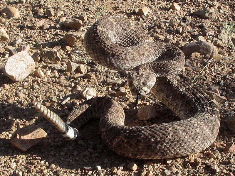 Woman finds two large rattlesnakes in home, twice in a week