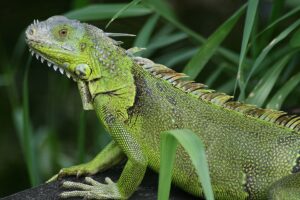 Iguana Removal