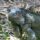 iguana thumbnail